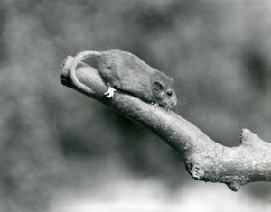 Eine Haselmaus auf einem Ast, London Zoo von Frederick William Bond