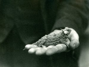 Eine Hornkröte ruht in der Hand ihres Wärters, Londoner Zoo, April 1923
