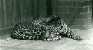 Ein Jaguar ruht im Londoner Zoo im Juni 1924 von Frederick William Bond