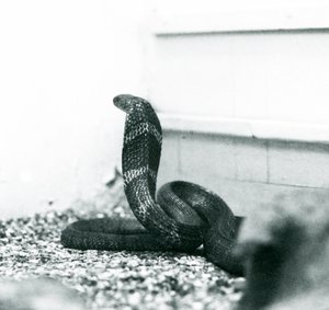 Eine Königskobra im Londoner Zoo, Oktober 1925 von Frederick William Bond