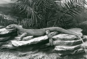 Ein Komodowaran ruht auf einer Felswand im London Zoo, 1927 von Frederick William Bond