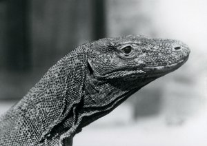 Ein Komodowaran im Londoner Zoo im August 1928 von Frederick William Bond