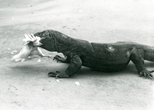Ein Komodowaran, der ein Huhn frisst, Londoner Zoo von Frederick William Bond