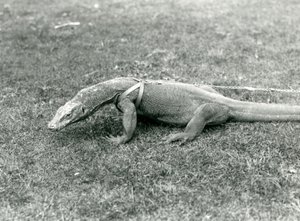 Ein Komodowaran, der auf einem Rasen spazieren geht, mit Geschirr und Leine von Frederick William Bond