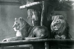 Ein Löwe und eine Löwin ruhen auf einer hohen Plattform in ihrem Gehege, London Zoo 1929 von Frederick William Bond