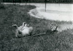 Ein Löwen- und ein Tigerjunges spielen mit einem Mopp auf dem Gras neben einem Pool, Londoner Zoo, September 1925 von Frederick William Bond