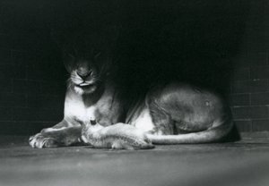Ein Löwenjunges liegt mit seiner Mutter im Schatten des hinteren Teils ihres Geheges, Londoner Zoo, Oktober 1925 von Frederick William Bond