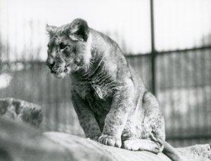 Ein Löwenjunges, das im Juli 1923 im Menagerie geboren wurde, Londoner Zoo, Juli 1924 von Frederick William Bond