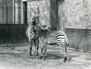Ein Bergzebra und ihr Fohlen im Londoner Zoo, 1929 (s/w Foto) von Frederick William Bond