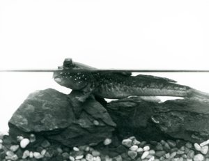 Ein Schlammspringer, ruht auf untergetauchten Felsen, mit den Augen über Wasser, London Zoo von Frederick William Bond