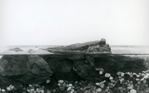 Ein Schlammspringer, der auf untergetauchten Felsen ruht, mit der oberen Hälfte seines Körpers über Wasser, London Zoo von Frederick William Bond