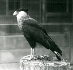 Ein Nordkammkarakara auf einem Baumstamm im Londoner Zoo, September 1925 von Frederick William Bond