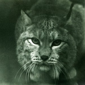 Ein Nordluchs, London Zoo, Februar 1925 von Frederick William Bond