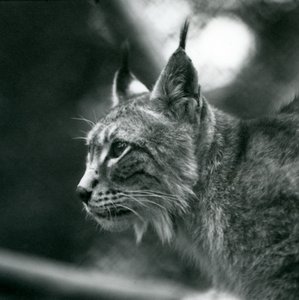 Ein Nordluchs im London Zoo, Juli 1925 von Frederick William Bond