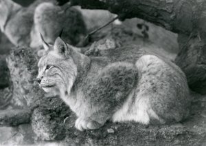 Ein Nordluchs, der auf einem Felsen sitzt, Londoner Zoo, Oktober 1925 von Frederick William Bond