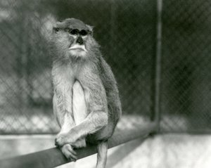 Ein Patas/Wadi/Husar Affe sitzt auf einem Ast im Londoner Zoo im Jahr 1928 von Frederick William Bond