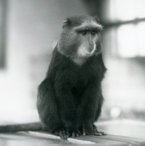 Ein Plutoaffe oder Blauer Affe, sitzend auf einer Bank, London Zoo von Frederick William Bond