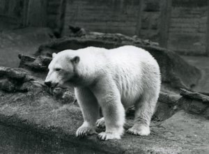Ein Eisbär steht am Rand seines Geheges am Fuße der Mappin-Terrassen, Londoner Zoo, September 1928 von Frederick William Bond