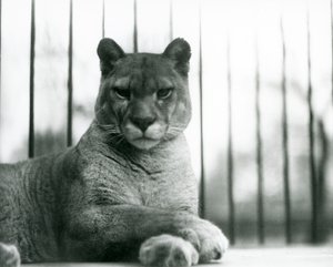 Ein Puma/Raubkatze/Berglöwe/Katamount ruht im Londoner Zoo im Jahr 1931 von Frederick William Bond