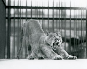Ein Puma, der im Londoner Zoo im Juni 1925 gähnt und sich streckt