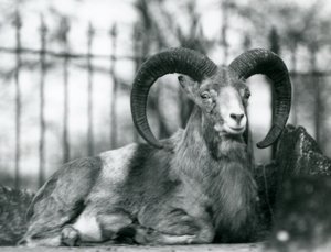 Ein Widder sitzt im Londoner Zoo, 1925