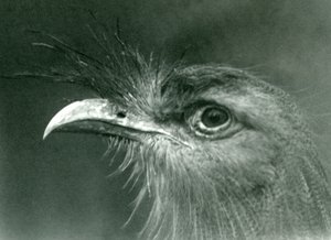 Ein Rotbeinseriem im London Zoo, 1924