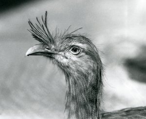 Ein Rotbein-Seriema im London Zoo im Jahr 1929 (s/w Foto) von Frederick William Bond