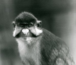 Ein Rotschwanz-/Schwarzbacken-Weißnasen-/Rotschwanzaffe oder Schmidts-/Rotschwanzmeerkatze, Londoner Zoo von Frederick William Bond