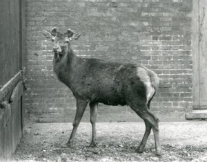 Ein Rothirsch mit wachsenden Geweihen, London Zoo, August 1928 (s/w Foto) von Frederick William Bond