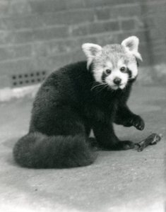 Ein Roter Panda im Londoner Zoo, 1917 von Frederick William Bond