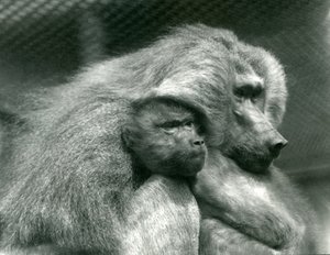 Ein heiliger Pavian mit seinem Jungen im Londoner Zoo, Juli 1924 von Frederick William Bond
