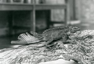 Ein Segelflossenleguan mit beschädigtem Schwanz, ruht auf einem Baumstamm im Londoner Zoo 1928