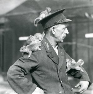 Ein Zweitklassiger Wärter mit vier jungen Grauhörnchen, die auf seinem Uniformhut und seiner Jacke klettern, Londoner Zoo von Frederick William Bond