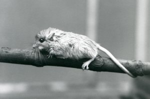 Ein Shaws Jird klettert auf einem Ast im Londoner Zoo im Jahr 1927 von Frederick William Bond