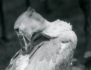 Ein Schuhschnabel, der sich im Londoner Zoo 1926 die Federn putzt von Frederick William Bond