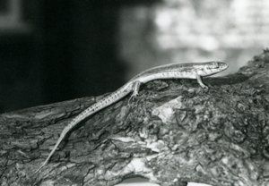 Ein Skink, der auf einem Baumstamm im Londoner Zoo ruht, 1929 (s/w Foto)