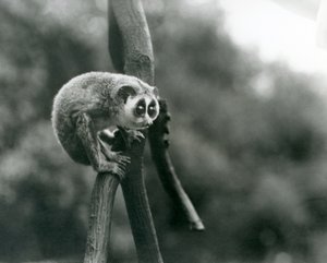 Ein Schlanker Loris, schauend von einem Ast herunter, Londoner Zoo, August 1926 von Frederick William Bond