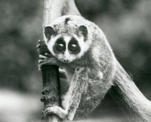 Ein Schlanker Loris, der von einem Ast herabblickt, Londoner Zoo, August 1926 von Frederick William Bond