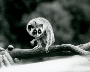 Ein Schlanker Loris, der von einem Ast herabblickt, der in den Händen eines Pflegers gehalten wird, Londoner Zoo, August 1926 von Frederick William Bond