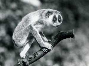 Ein Schlanker Loris geht auf einem Ast, Londoner Zoo, August 1926 von Frederick William Bond
