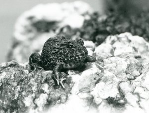 Ein südamerikanischer Hornfrosch sitzt auf einem Felsen und zeigt seine Abwehrhaltung, London Zoo, August 1928 von Frederick William Bond