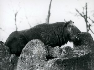 Ein Takin, auch bekannt als Rindergämse oder Gnu-Ziege, ruht auf einem Felsen, London Zoo, 1925 von Frederick William Bond