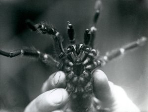 Eine Vogelspinne, die hochgehalten wird, um ihre Fangzähne von unten zu zeigen, Londoner Zoo, Oktober 1925 von Frederick William Bond
