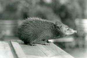 Ein Tenrek im Londoner Zoo im Jahr 1929