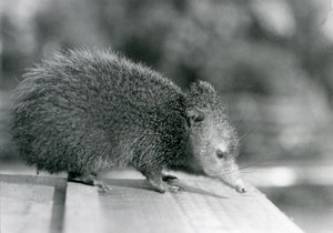 Ein Tenrek im Londoner Zoo im Jahr 1929