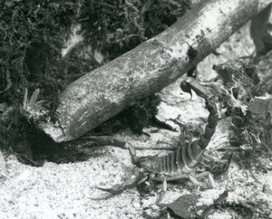 Ein Texas-Skorpion im Londoner Zoo im Jahr 1928 von Frederick William Bond