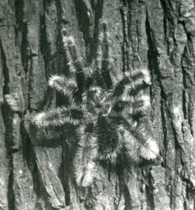 Eine Trinidad Chevron Vogelspinne auf der Rinde eines Baumstamms, Londoner Zoo, Oktober 1926 von Frederick William Bond