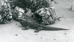 Ein Tuatara im Londoner Zoo, 1927 von Frederick William Bond