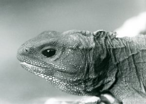 Ein Tuatara im London Zoo im Jahr 1928 (s/w Foto)