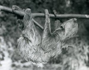 Ein Zweifingerfaultier hängt von einem abgeschnittenen Ast, Londoner Zoo, 1927 von Frederick William Bond